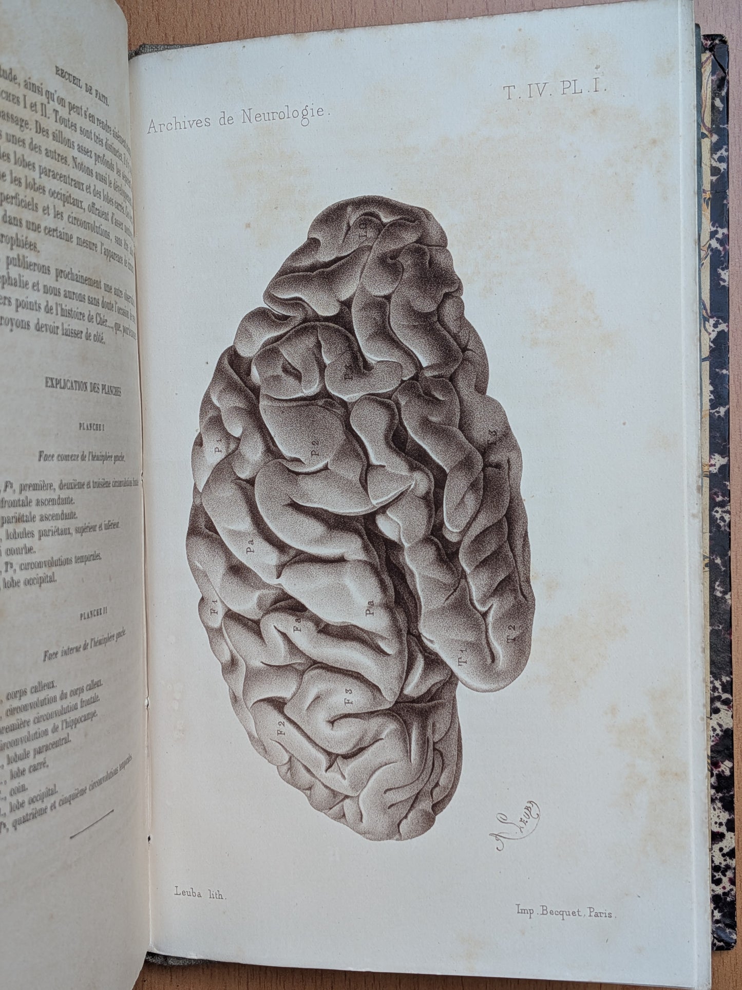 Zoologie - Mélanges - 32 tirés à part de diverses sociétés et académies - Planches - XIXe