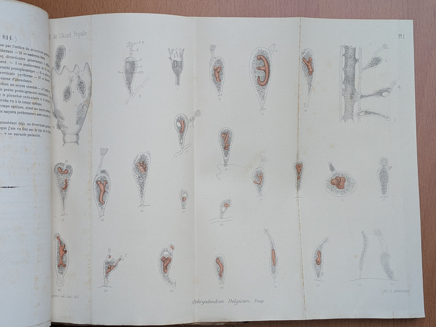 Zoologie - Mélanges - 17 Extraits des bulletins de l'Académie royales Belgique - XIXe - Planches