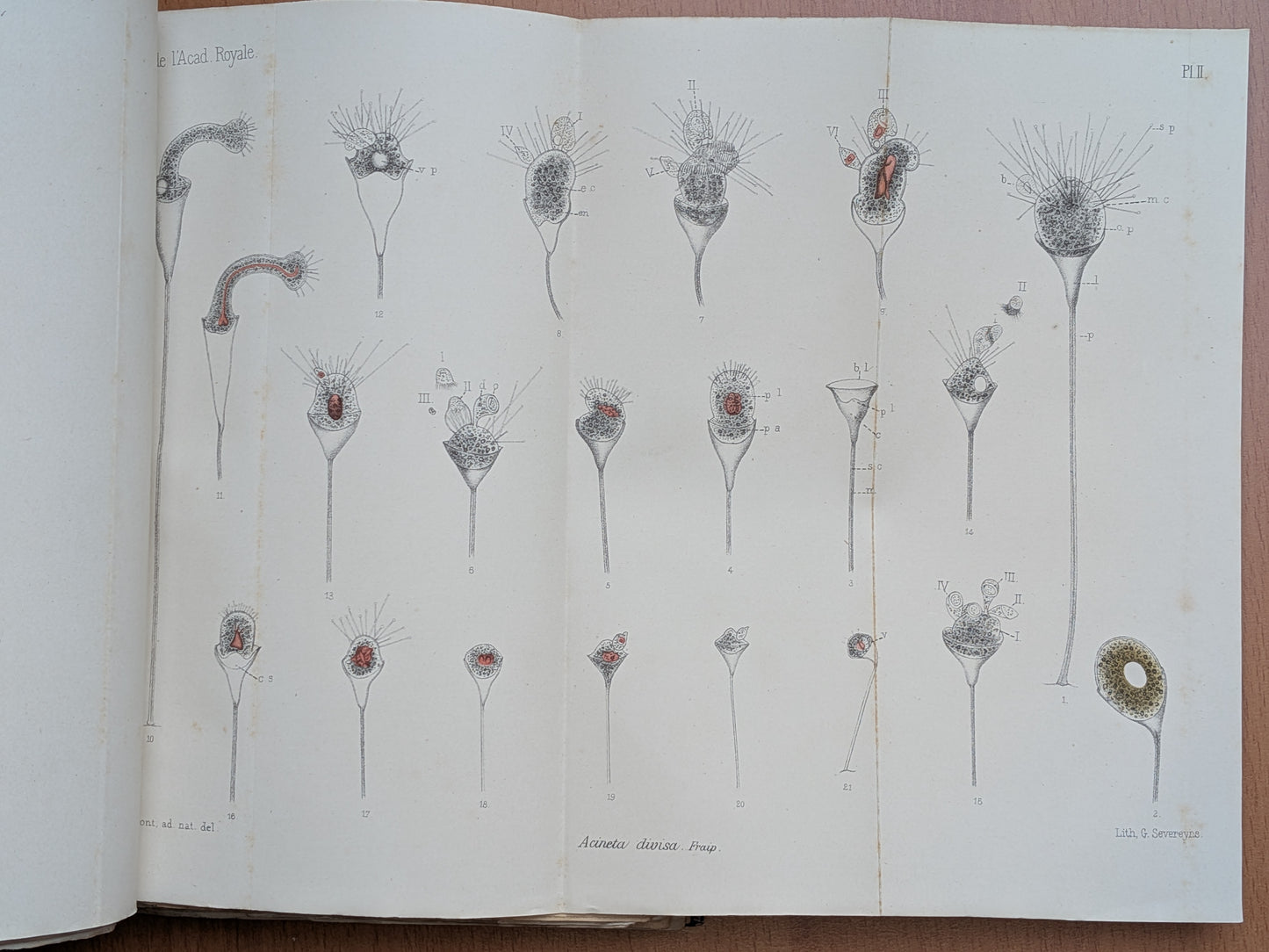 Zoologie - Mélanges - 17 Extraits des bulletins de l'Académie royales Belgique - XIXe - Planches