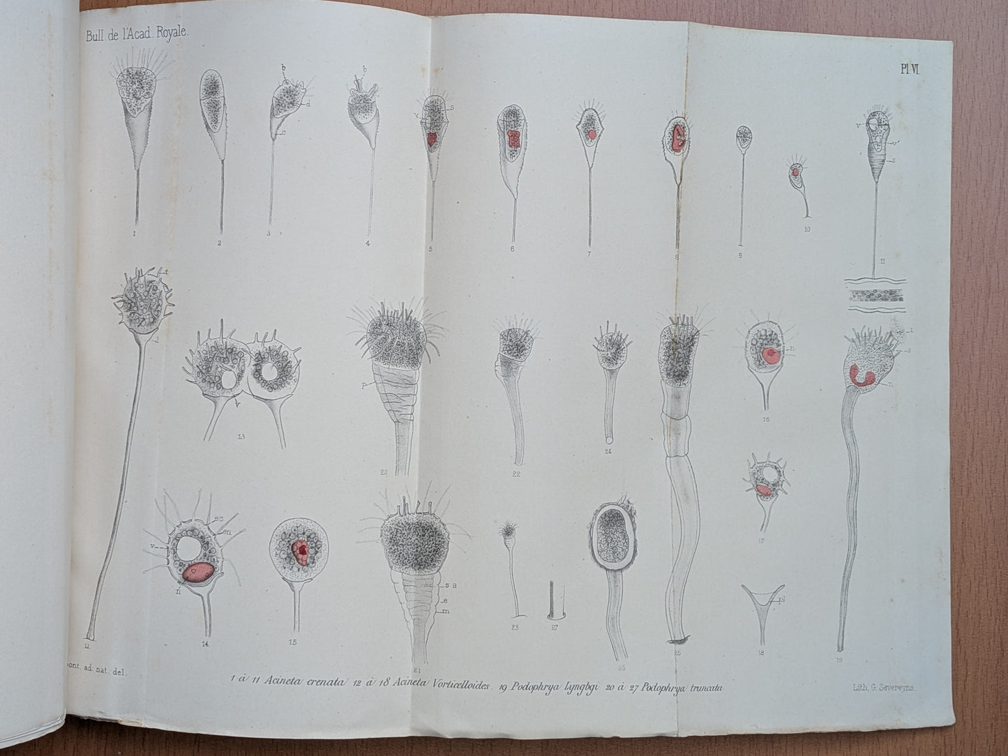 Zoologie - Mélanges - 17 Extraits des bulletins de l'Académie royales Belgique - XIXe - Planches