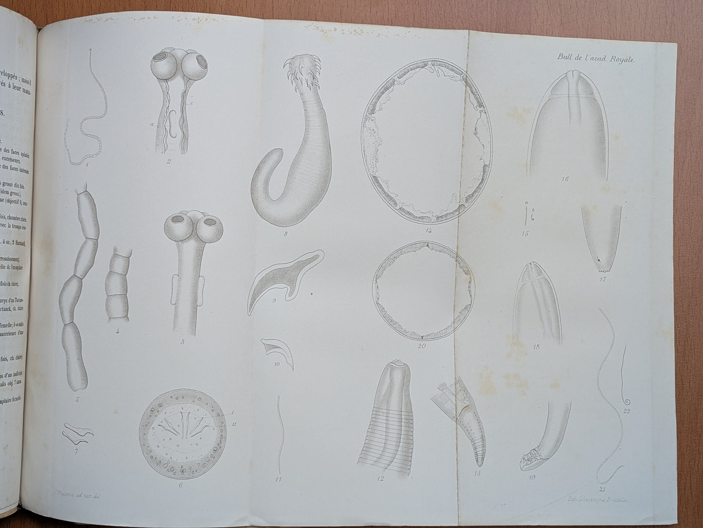 Zoologie - Mélanges - 17 Extraits des bulletins de l'Académie royales Belgique - XIXe - Planches