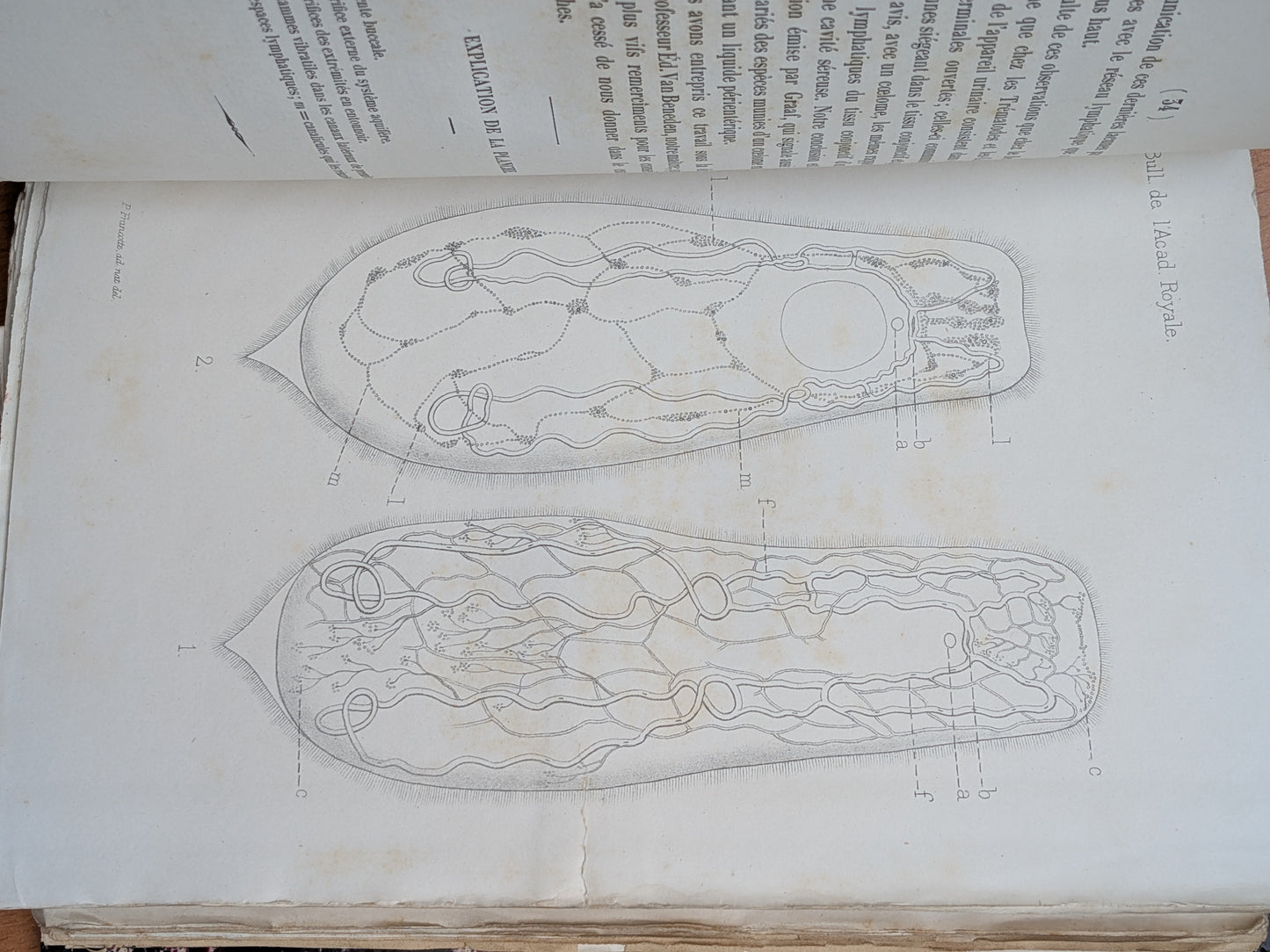 Zoologie - Mélanges - 17 Extraits des bulletins de l'Académie royales Belgique - XIXe - Planches