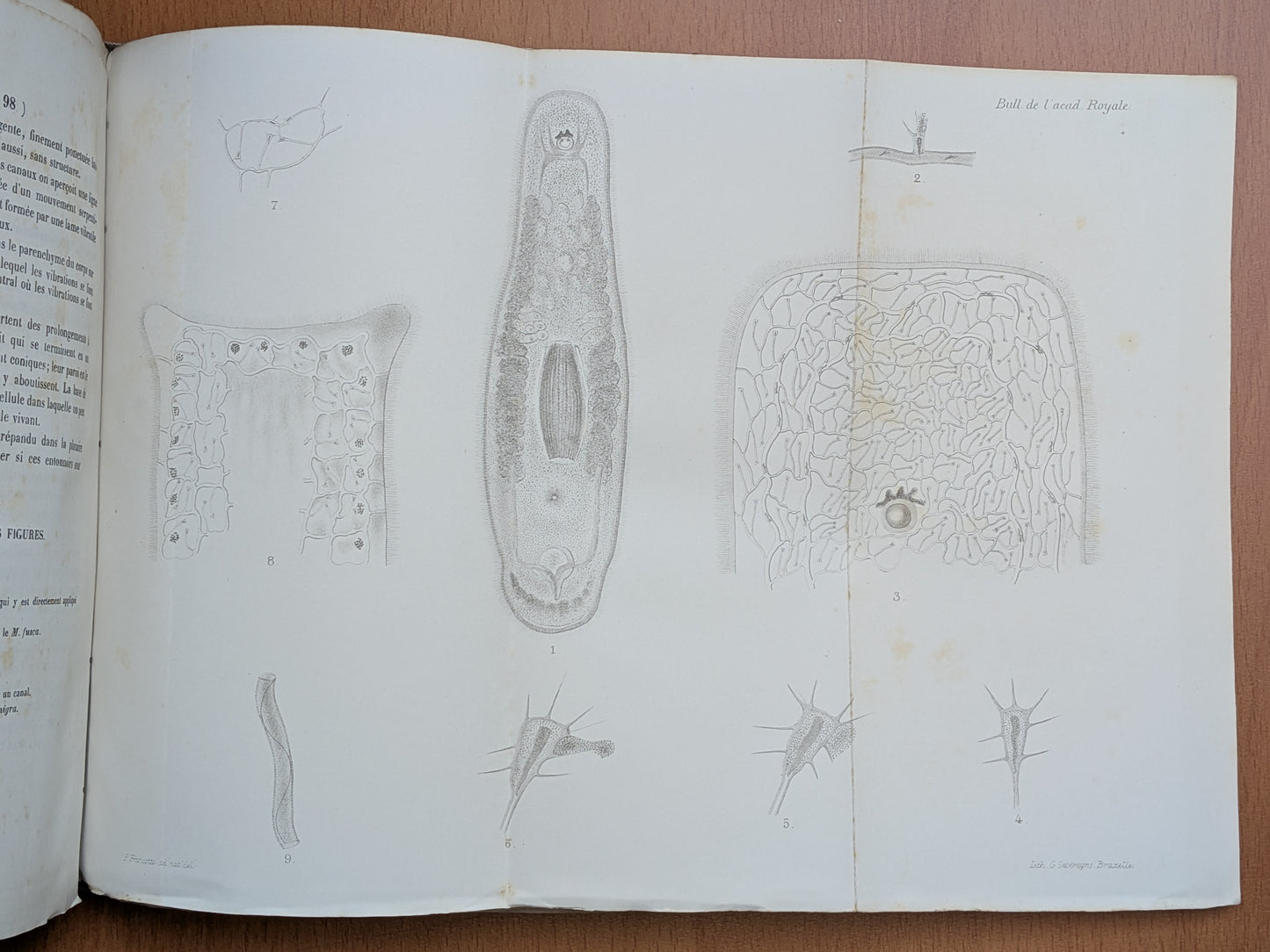 Zoologie - Mélanges - 17 Extraits des bulletins de l'Académie royales Belgique - XIXe - Planches