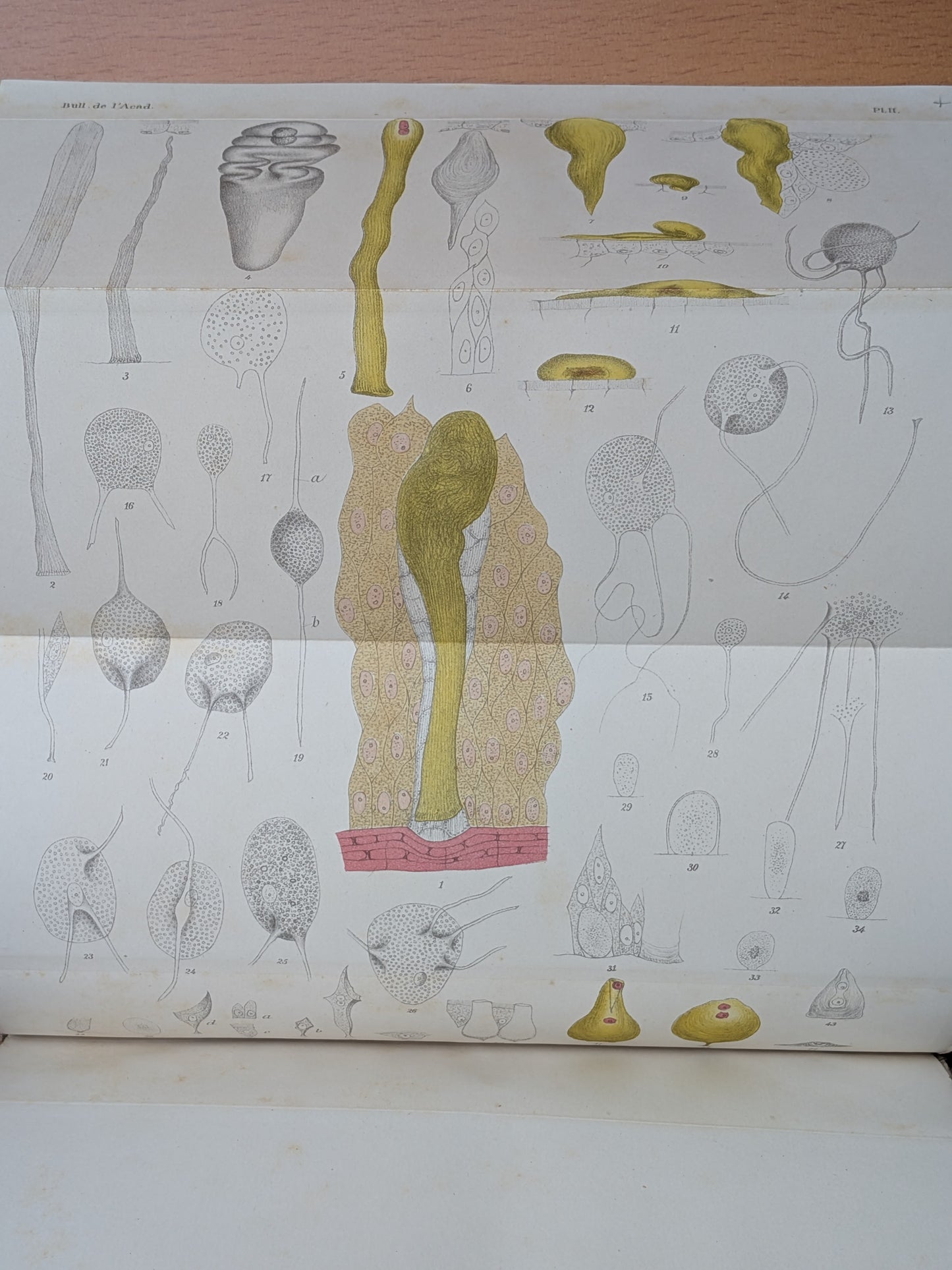 Zoologie - Mélanges - 17 Extraits des bulletins de l'Académie royales Belgique - XIXe - Planches