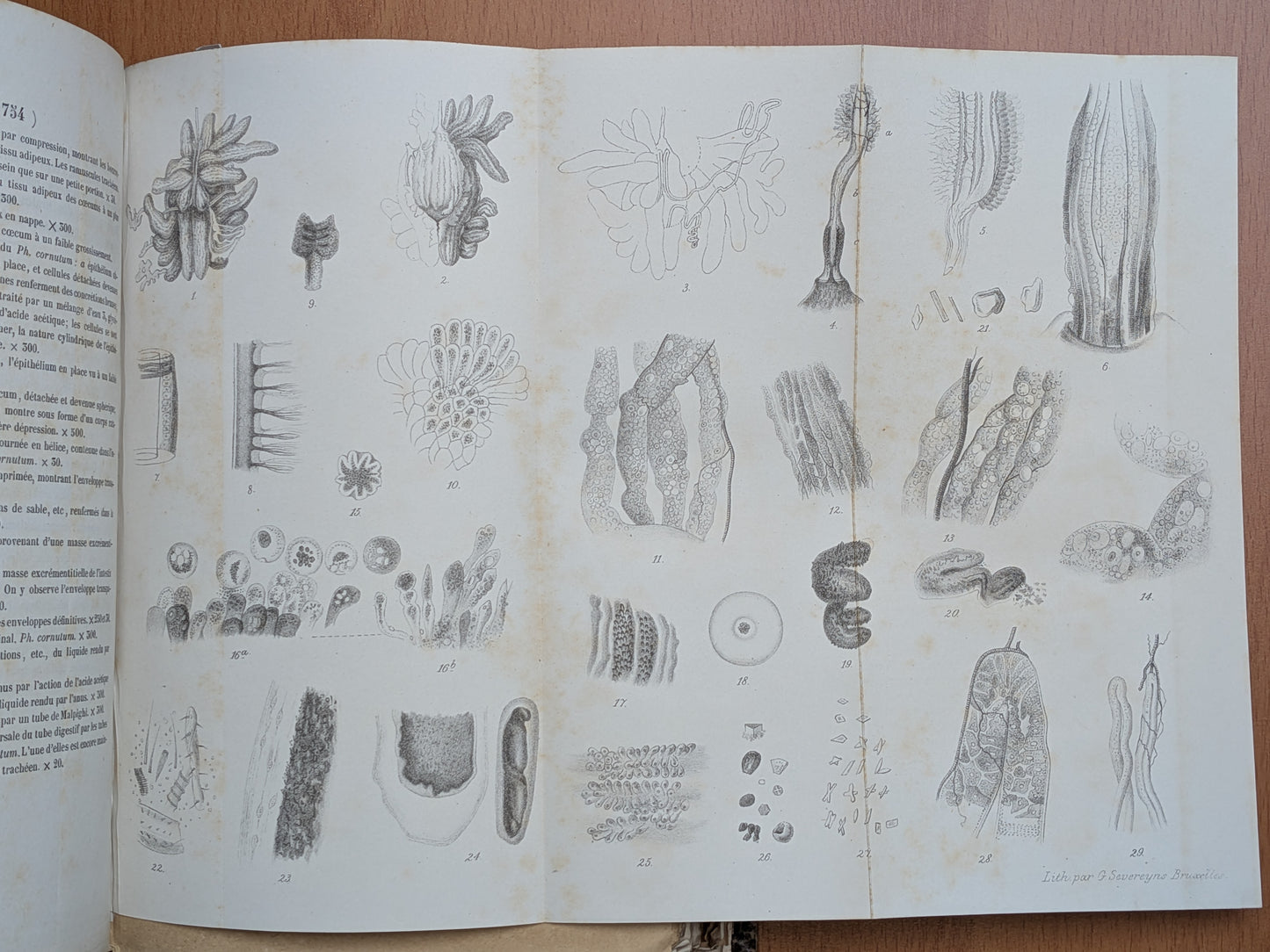 Mélanges de Zoologie - Félix Plateau - Tirés à part des bulletins de l'Académie royales des sciences, des lettres et des Beaux-arts de Belgique - 1870-1880