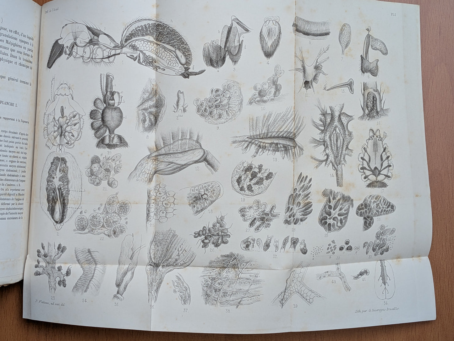 Mélanges de Zoologie - Félix Plateau - Tirés à part des bulletins de l'Académie royales des sciences, des lettres et des Beaux-arts de Belgique - 1870-1880