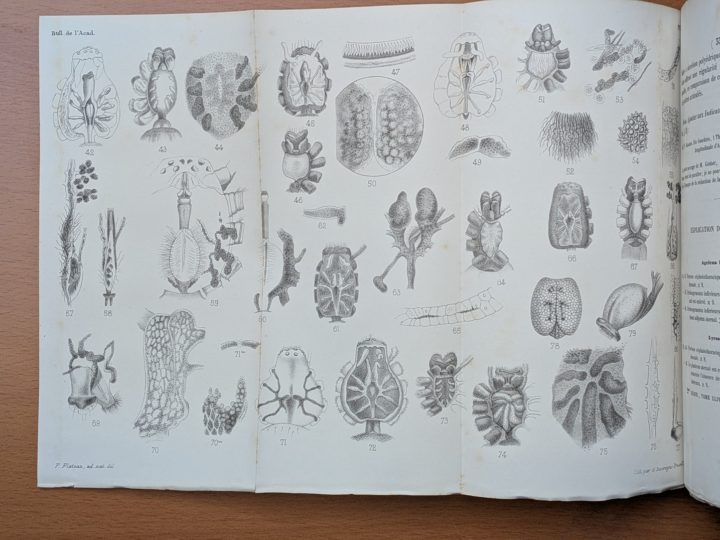 Mélanges de Zoologie - Félix Plateau - Tirés à part des bulletins de l'Académie royales des sciences, des lettres et des Beaux-arts de Belgique - 1870-1880